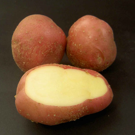 Kondor