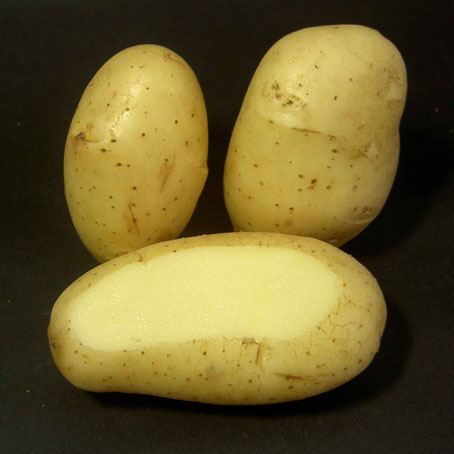 Spunta